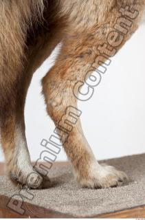 Wolf leg photo reference 0005